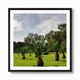 Palm Trees In The Park Art Print