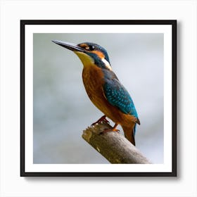 Kingfisher Stock Videos & Royalty-Free Footage 2 Art Print