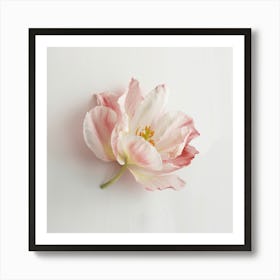 Pink Tulip Art Print