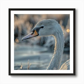 Beautiful Swan 5 Art Print