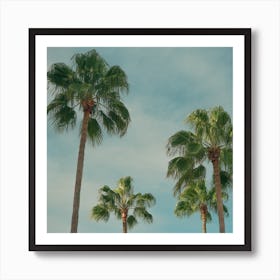 Summer Time With Green Palms And Blue Skies  Colour Travel Photography Square Art Print