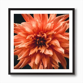 Dahlia Art Print