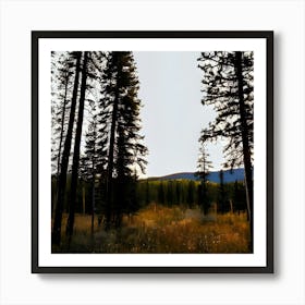 Pine Trees In The Meadow Art Print