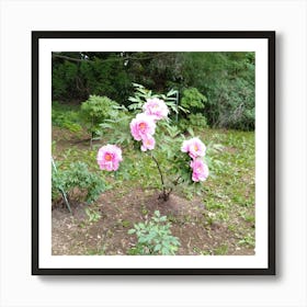 Peonies In The Garden 3 Art Print