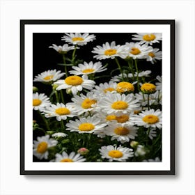 Daisies On Black Background 1 Art Print