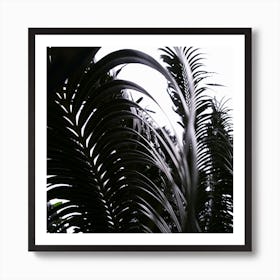 Dark Leaves II Art Print