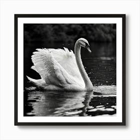 Swan In Water Art Print