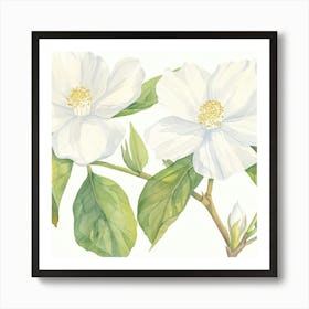 White Jasmine Art Print