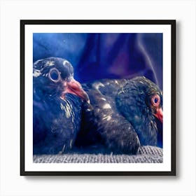 Pigeon Photoshoot Art Print