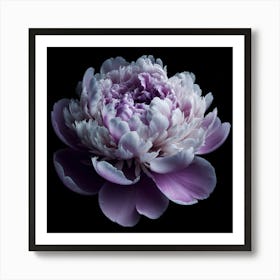 Violet Peony on Black Background Poster