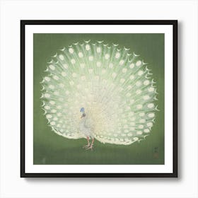 Peacock 1 Art Print