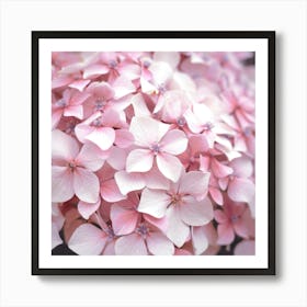 Pastel pink hydrangea flowers - summer nature and travel photography by Christa Stroo photography Art Print