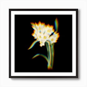 Prism Shift Bunch flowered Daffodil Botanical Illustration on Black n.0368 Art Print