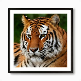 Tiger 2 Art Print