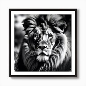 Black And White Lion Art Print