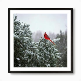 Firefly Beautiful, Winter, Day, Cardinal, Bird, Snowing, Snowy, Serene, Peaceful, Nature, Vibrant, R (3) Art Print