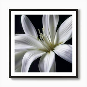 White Lily Poster