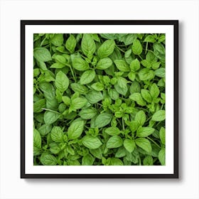 Close Up Of Basil Leaves 1 Art Print