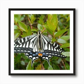 Black And White Swallowtail Butterfly 1 Art Print