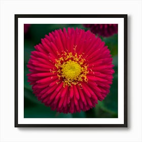 Red Flower Art Print