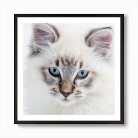 Portrait Of A Kitten Art Print