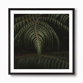 Fern 2 Art Print