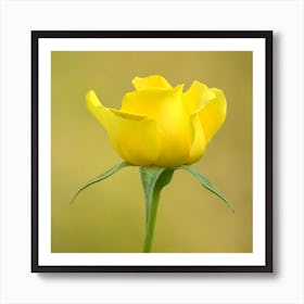 Yellow Rose 1 Art Print