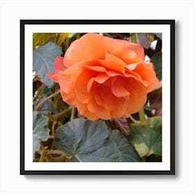 Bela Rose Art Print