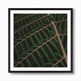 Fern 4 Art Print