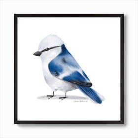 Azure Tit Bird Art Print