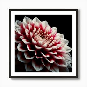 Red White Dahlia Flower on Black Background 1 Art Print