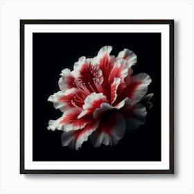 White Red Azalea Flower Art Print