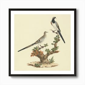 Namaqua Dove, Luigi Balugani Art Print