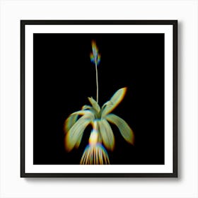 Prism Shift Scilla Lilio Hyacinthus Botanical Illustration on Black n.0004 Art Print