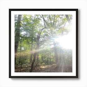 Sun Shining Through Trees 1 Art Print