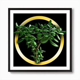 Crassula on a black background. Art Print