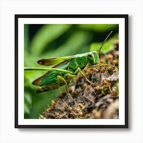 Grasshopper 24 Art Print