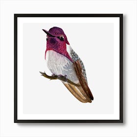 Hummingbird 3 Art Print