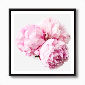 Pink Peonies Art Print