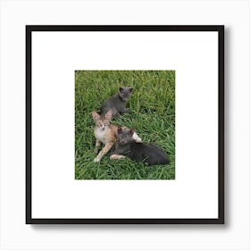 Three Cats In The Grass Art Print