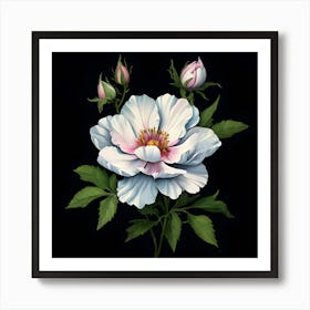 White Rose On Black Background Art Print