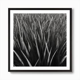 Black And White Grass Art Print