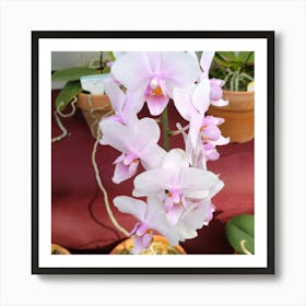 Orchids 13 Art Print