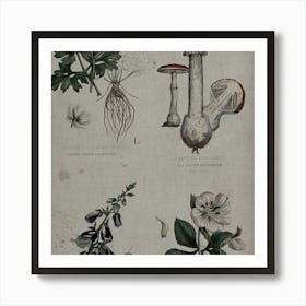 Botanical Illustration Of Mushrooms Art Print