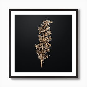 Gold Botanical Kraal Honey Thorn on Wrought Iron Black n.0942 Art Print