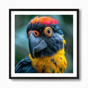 Parrot, Parrots, Parrot Art Print