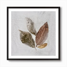 Frozen Autumn Leaves Square Art Print