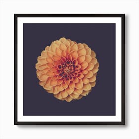 Dahlia 1 Art Print