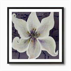 White lily Art Print