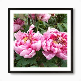 Pink Peonies in Japan 1 Art Print